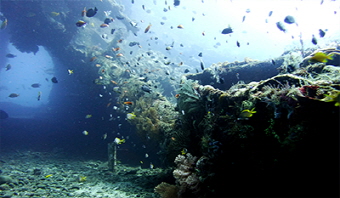 USAT Liberty Wreck Dive site