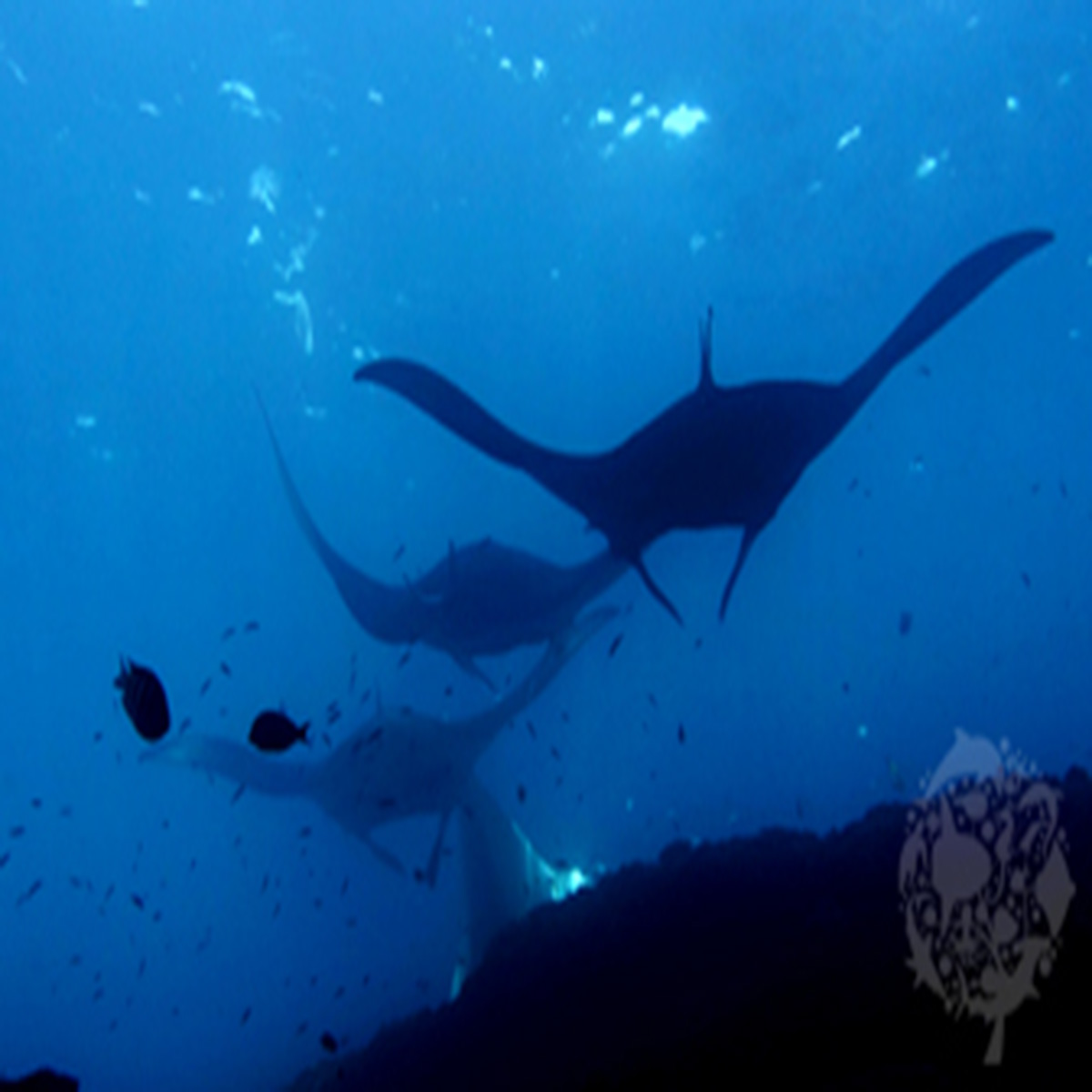 Manta Point Dive site