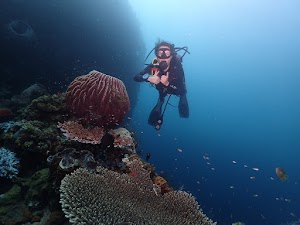 Ocean Tree Bali place picture